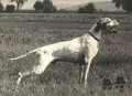 Pedigree PUL DEGLI UBERTI Pedigree PUL DEGLI UBERTI
